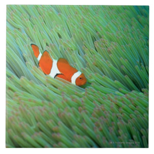 Close up of a clown anemone fish, Okinawa, Japan Tile