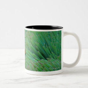 Close up of a clown anemone fish, Okinawa, Japan Two-Tone Coffee Mug
