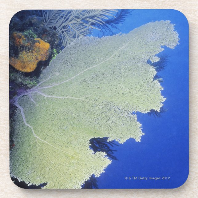 Close-up of a Common Sea Fan Coaster (Front)