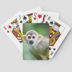 Close-up of a Common Squirrel Monkey Playing Cards
