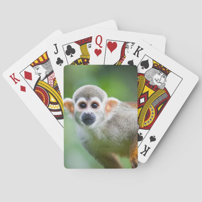 Close-up of a Common Squirrel Monkey Playing Cards (Back)