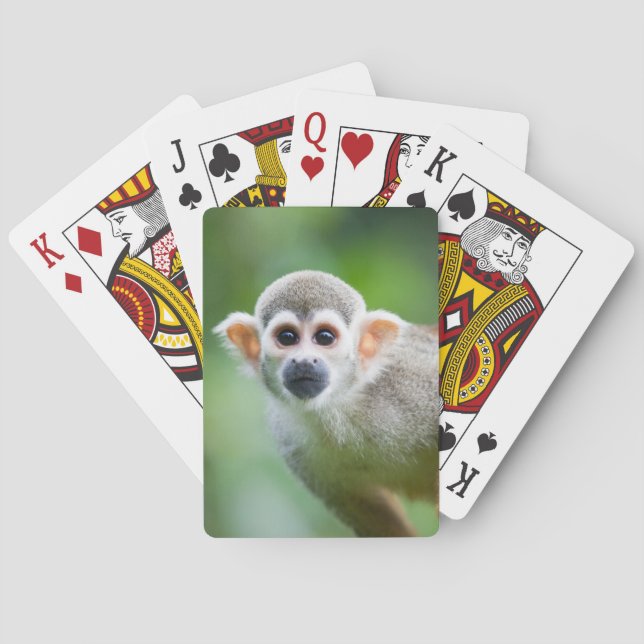 Close-up of a Common Squirrel Monkey Playing Cards (Back)