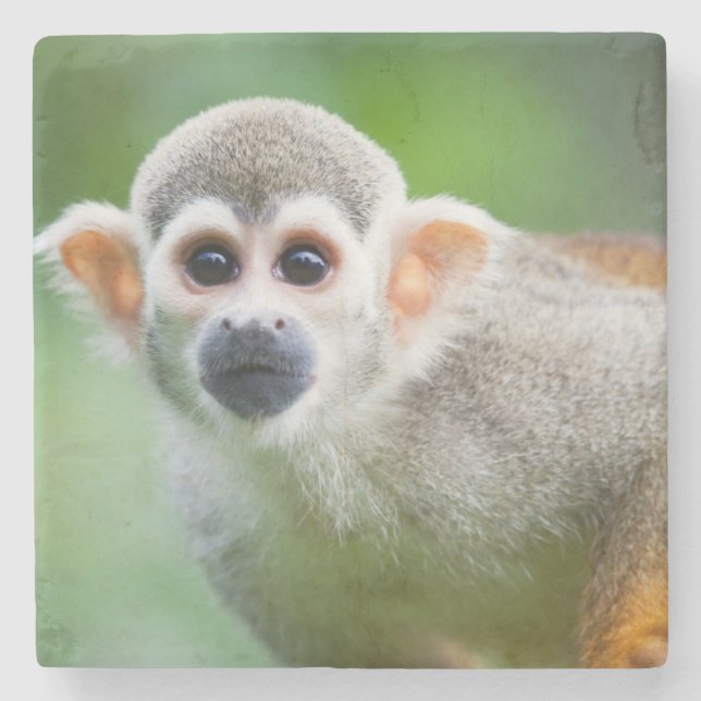 Close-up of a Common Squirrel Monkey Stone Coaster (Front)