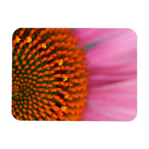 Close-up of a Cone Flower in the summertime, Magnet