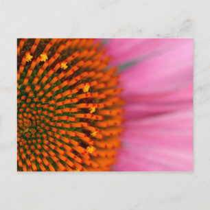 Close-up of a Cone Flower in the summertime, Postcard