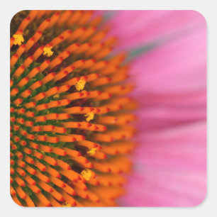 Close-up of a Cone Flower in the summertime, Square Sticker