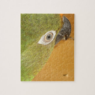 Close Up of a Conure Birds Puzzle
