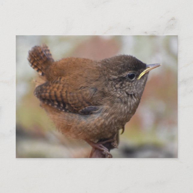 Close Up Of A Cute Young Wren Postcard (Front)