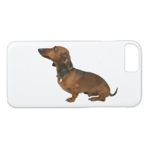 Close up of a dachshund Case-Mate iPhone case