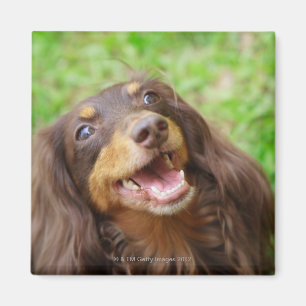 Close-up of a Dachshund dog Magnet