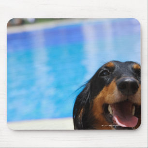Close-up of a Dachshund dog panting Mouse Mat
