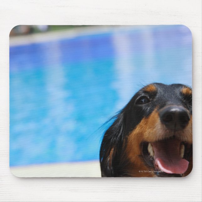 Close-up of a Dachshund dog panting Mouse Mat (Front)