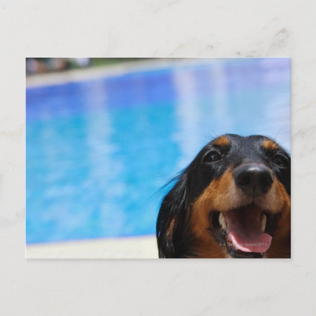 Close-up of a Dachshund dog panting Postcard (Front)