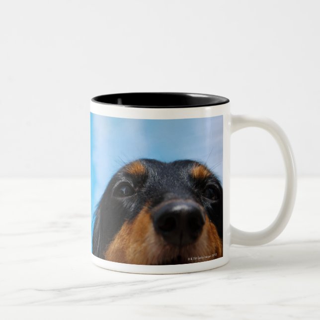 Close-up of a Dachshund dog panting Two-Tone Coffee Mug (Right)