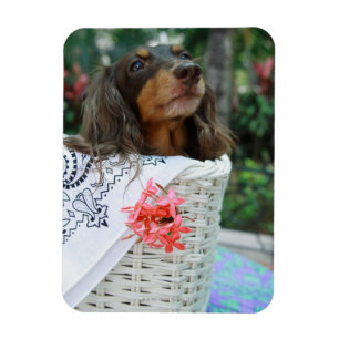 Close-up of a Dachshund dog sitting in a basket Magnet