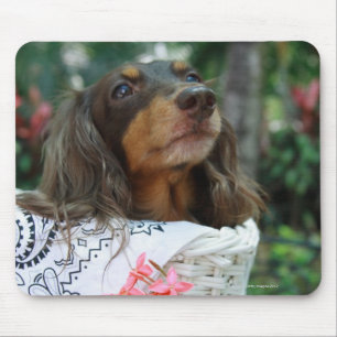 Close-up of a Dachshund dog sitting in a basket Mouse Mat