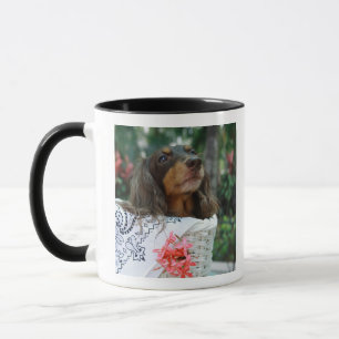 Close-up of a Dachshund dog sitting in a basket Mug