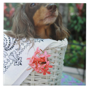 Close-up of a Dachshund dog sitting in a basket Tile