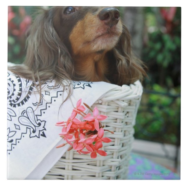 Close-up of a Dachshund dog sitting in a basket Tile (Front)