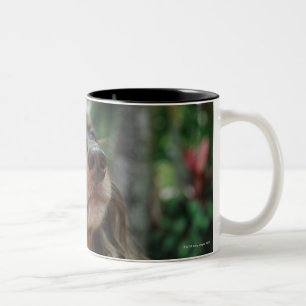 Close-up of a Dachshund dog sitting in a basket Two-Tone Coffee Mug