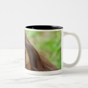 Close-up of a Dachshund dog Two-Tone Coffee Mug