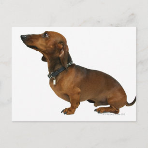 Close up of a dachshund postcard