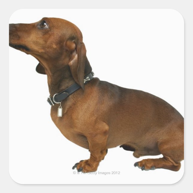 Close up of a dachshund square sticker (Front)