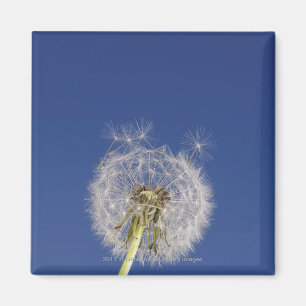 Close-up of a dandelion magnet