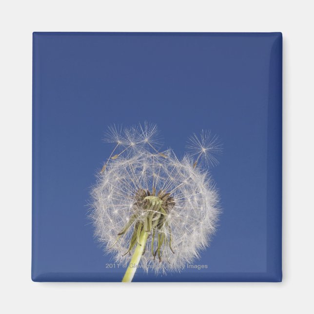 Close-up of a dandelion magnet (Front)