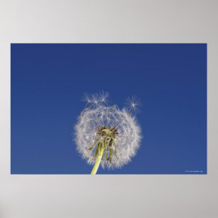 Close-up of a dandelion poster