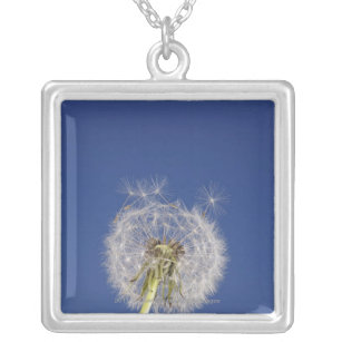 Close-up of a dandelion silver plated necklace