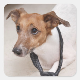Close-up of a dog putting on a tie square sticker
