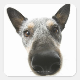 Close-up of a dog's head square sticker