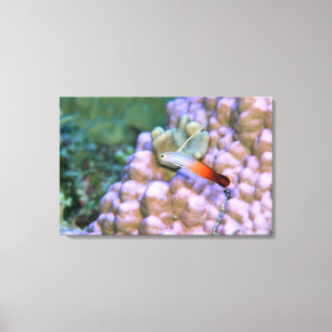 Close up of a fire dart fish, Okinawa, Japan Canvas Print