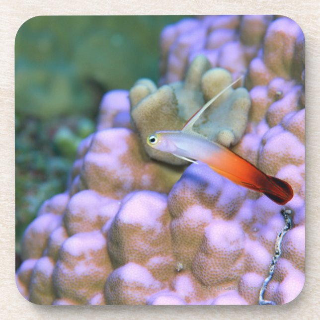 Close up of a fire dart fish, Okinawa, Japan Coaster (Front)