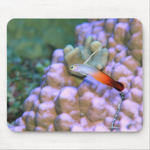 Close up of a fire dart fish, Okinawa, Japan Mouse Mat