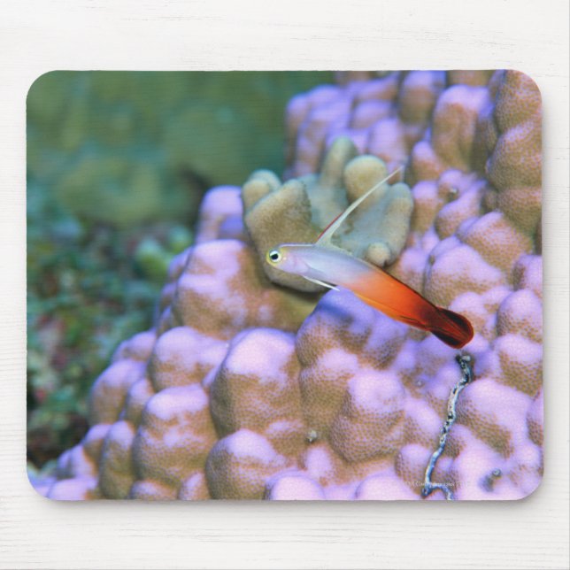 Close up of a fire dart fish, Okinawa, Japan Mouse Mat (Front)