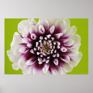 Close-up of a flower poster