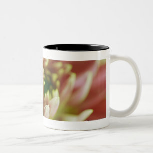 Close-up of a flower Two-Tone coffee mug