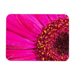 Close-up of a Gerber daisy Magnet