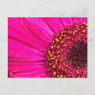 Close-up of a Gerber daisy Postcard