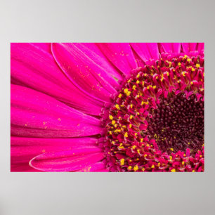 Close-up of a Gerber daisy Poster