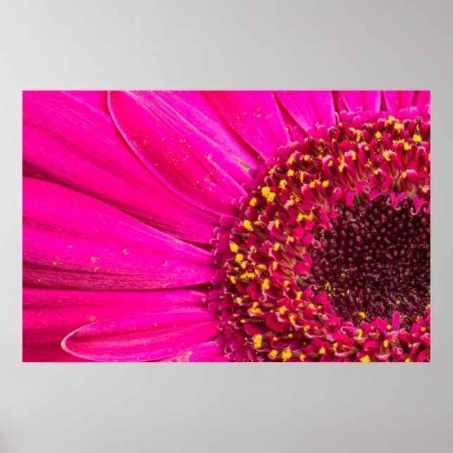 Close-up of a Gerber daisy Poster (Front)