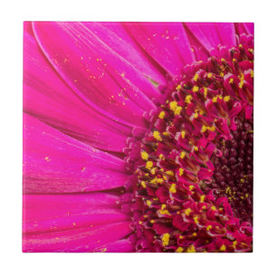 Close-up of a Gerber daisy Tile