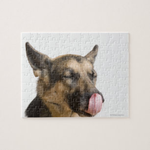 Close-up of a German Shepherd licking its nose Jigsaw Puzzle