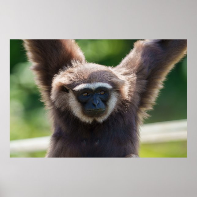 Close-Up of a Hanging Gibbon Poster (Front)