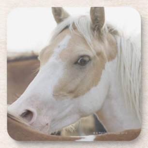 Close up of a herd of horses 2 coaster