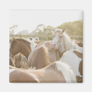 Close up of a herd of horses magnet