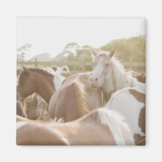 Close up of a herd of horses magnet (Front)
