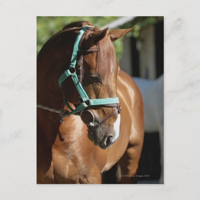 Close-up of a horse 4 postcard (Front)